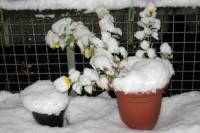 Schnee-Einbruch 23.11.2008