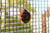 130823ladybug.jpg